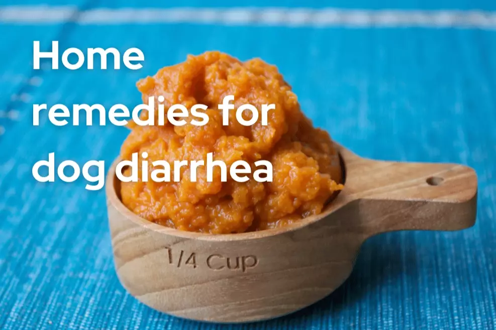 dog diarrhea home remedy