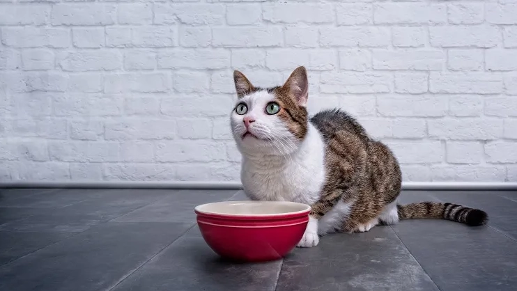 is chicken broth good for cats