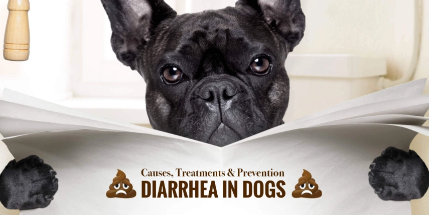 Diarrhoea in Dogs: Common Causes, Symptoms & What to Do