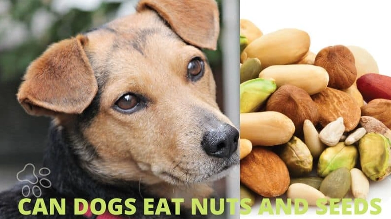 Can Dogs Eat Nuts and Seeds? A Vet's Safety Guide