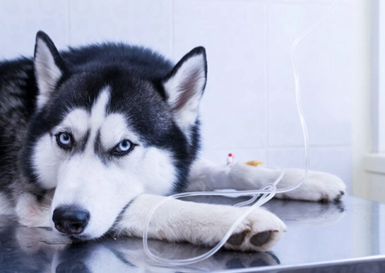 cat litter ingestion dogs cat litter ingestion dogs