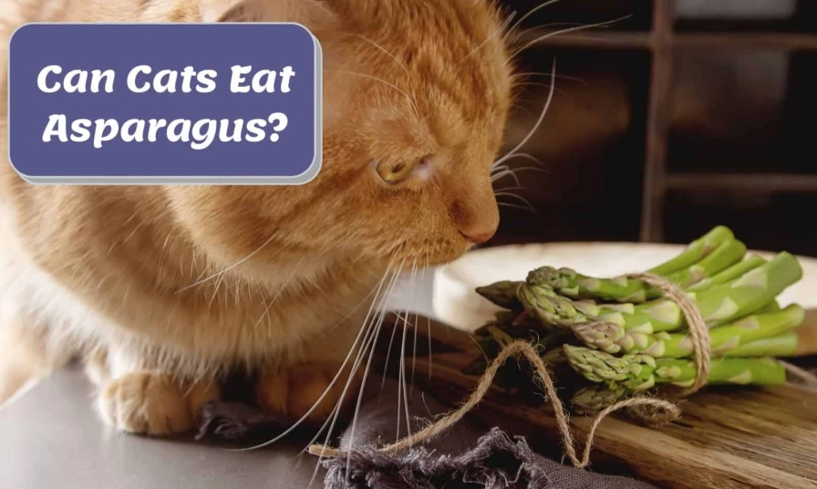 asparagus for cats asparagus for cats
