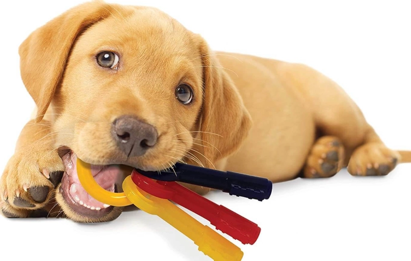 The Ultimate Guide to Teething Toys for Puppies: What to Buy and Avoid
