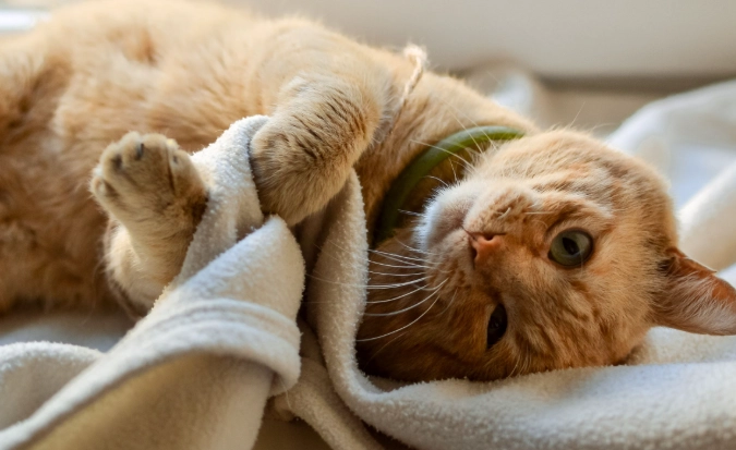 Why Do Cats Pummel? Decoding Your Cat's Kneading Behavior