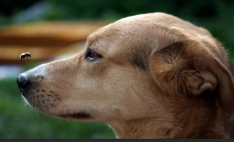 dog stung by bee in mouth