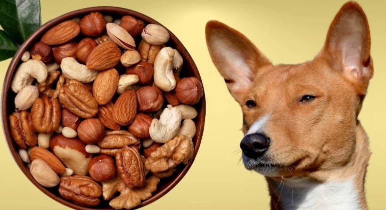 dog safe nuts