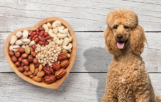 dog safe nuts