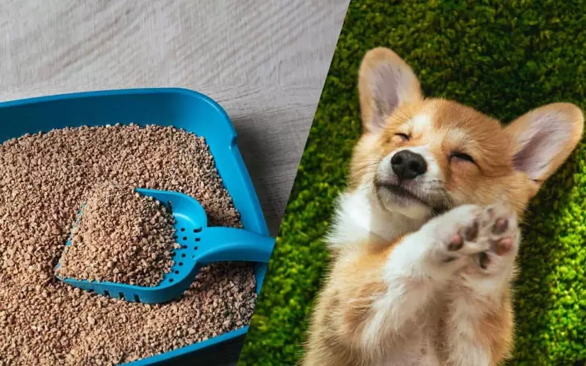 cat litter ingestion dogs cat litter ingestion dogs