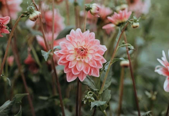 dahlia toxicity cats