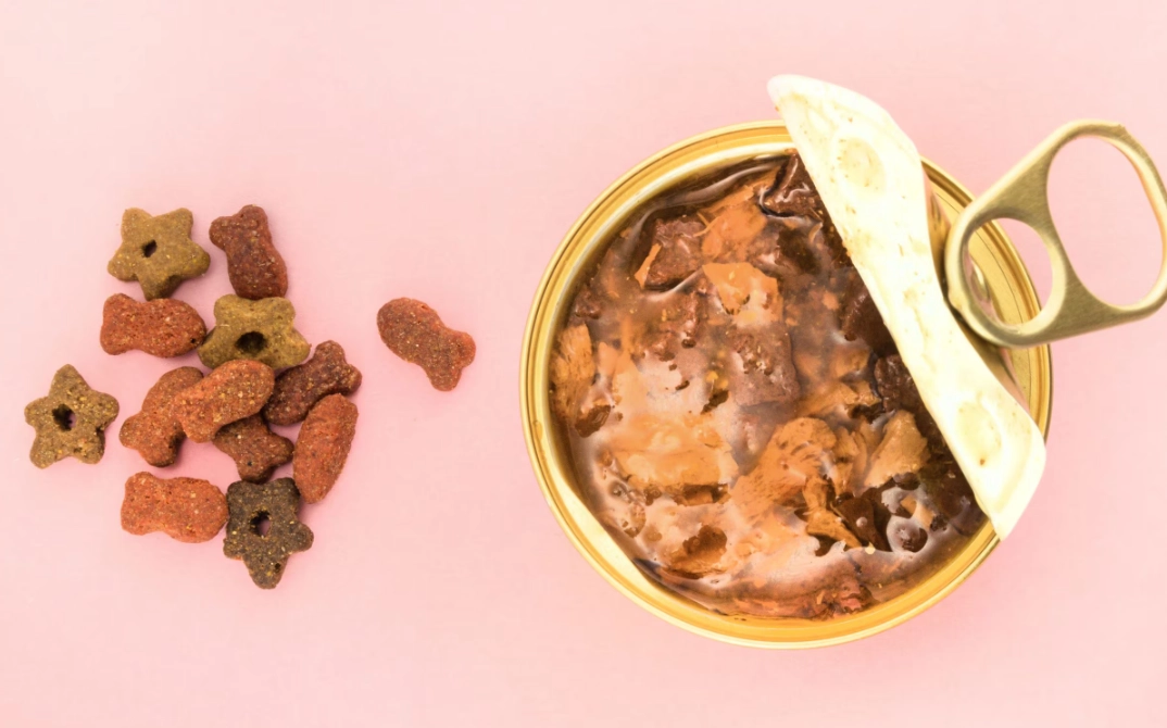 Dry Food vs Wet Food for Cats: How to Choose the Best Diet