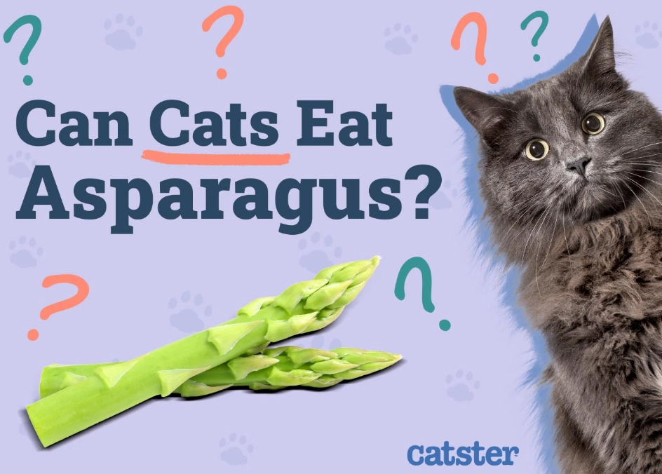 Can Cats Eat Asparagus? A Vet's Safety Guide