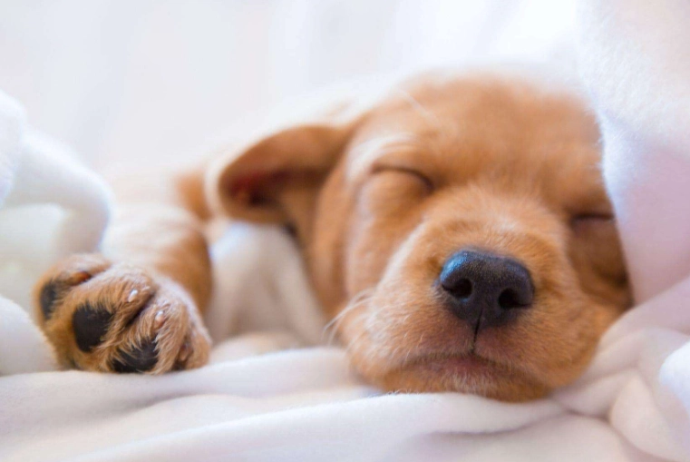 stop puppy whining at night