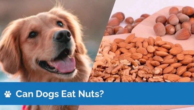 dogs and nuts safety