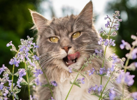 why does my cat bunny kick me