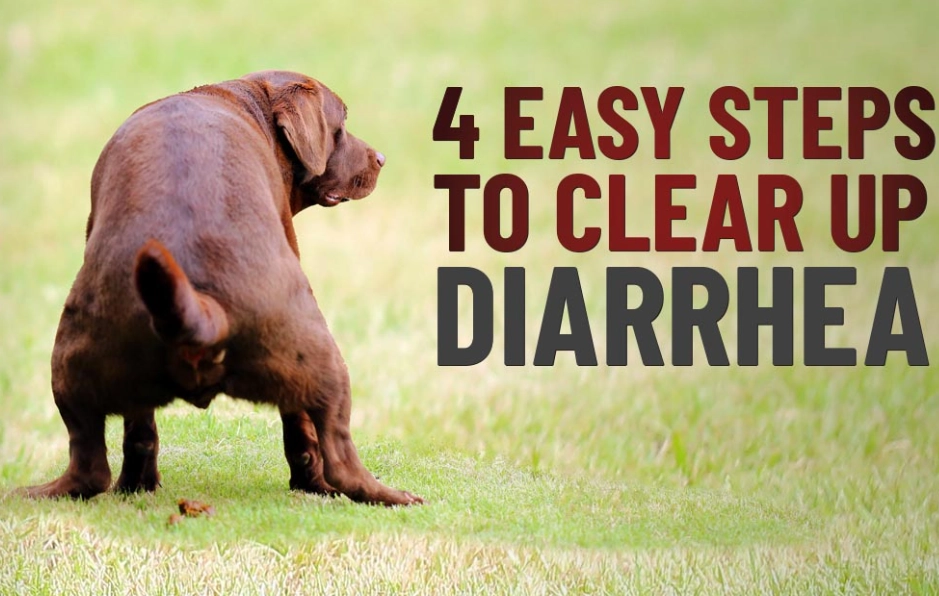 What to Give a Dog for Diarrhea: Safe Home Remedies & Vet Advice