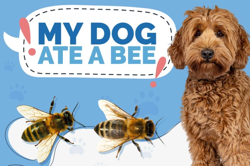 are bees poisonous to dogs
