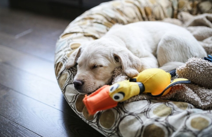 crate training puppy at night