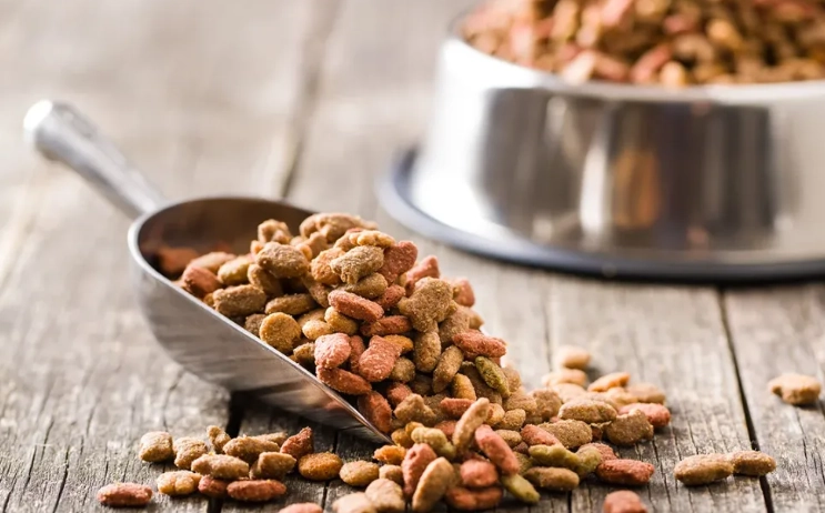 Safe Nuts for Dogs: What to Feed and What to Avoid