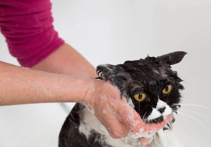 is cat shampoo safe for dogs is cat shampoo safe for dogs
