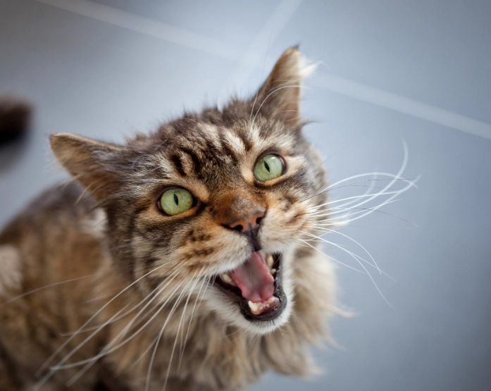 why does my cat yowl why does my cat yowl