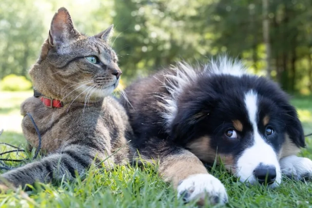 stop dog eating cat litter stop dog eating cat litter