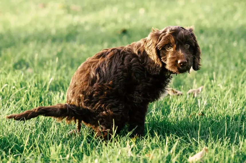 treating dog diarrhoea