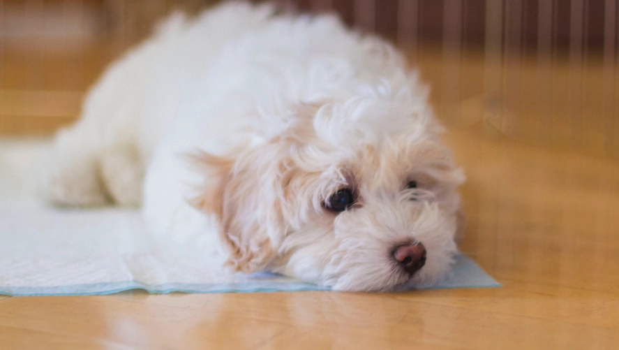 crate training for potty training