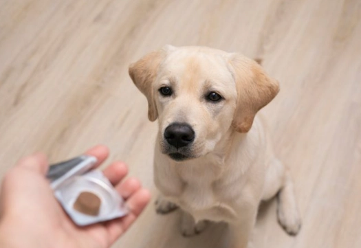 dog flea treatment chewable