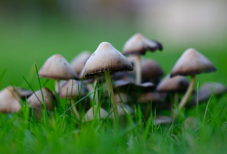 Keep Your Dog Safe from Poisonous Toadstools: Identification & Emergency Guide