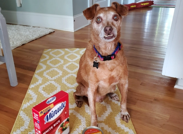 what to feed a dog with diarrhea what to feed a dog with diarrhea