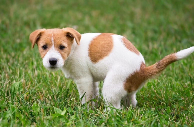 how to stop dog eating poop