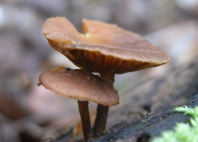 mushroom poisoning in dogs