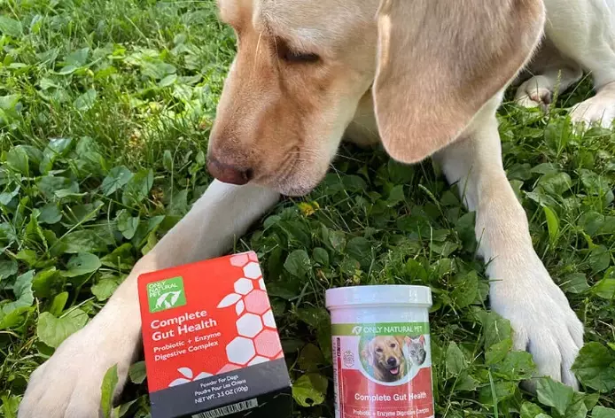 What to Give Dogs for Diarrhea: A Vet-Approved Guide & Home Care