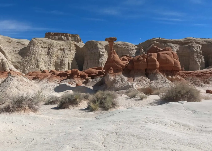 toxic mushrooms for dogs