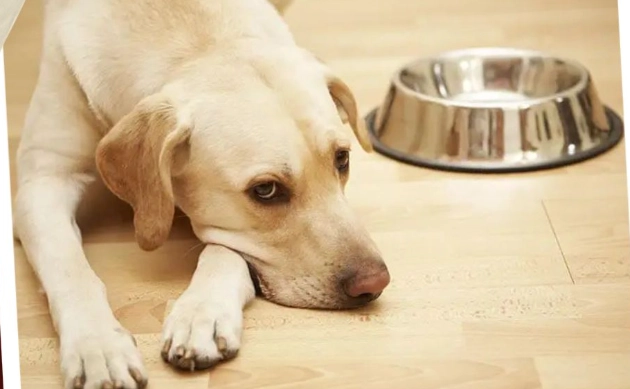 canine diarrhea treatment canine diarrhea treatment