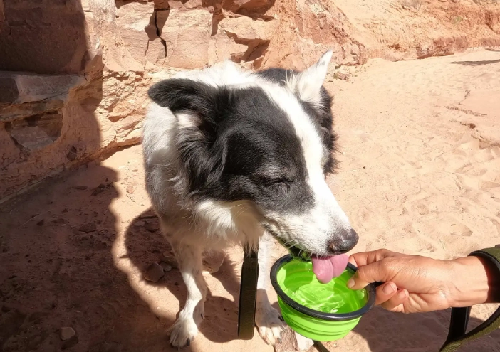 mushroom poisoning in dogs