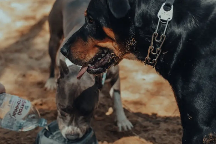 what to feed a dog with diarrhea what to feed a dog with diarrhea