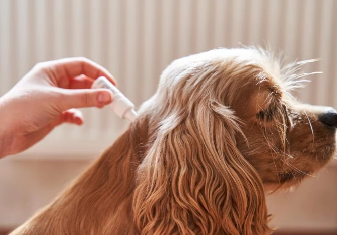 best flea pill for dogs