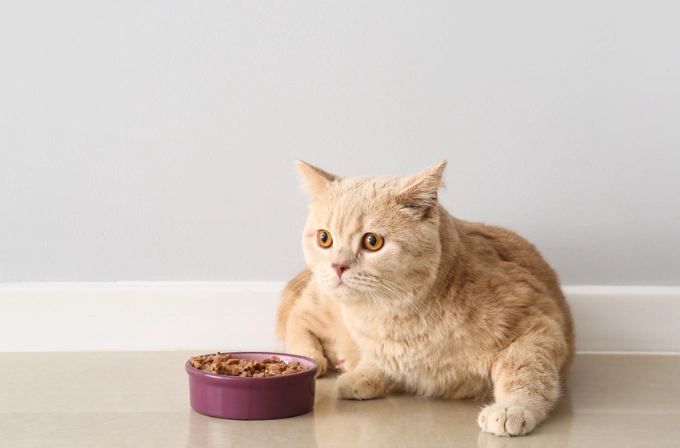 cat feeding chart by weight