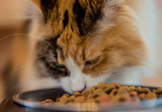 how many calories does a cat need