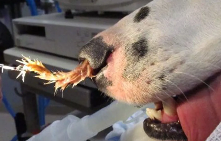 remove foxtail from dog remove foxtail from dog