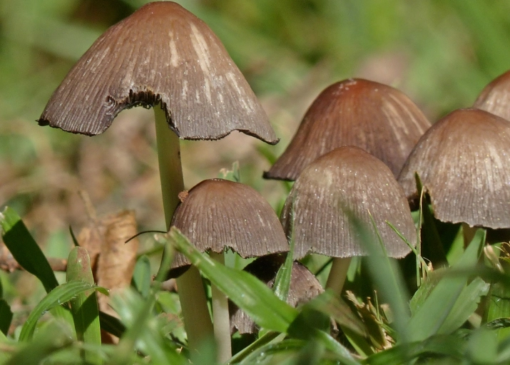 toxic mushrooms for dogs