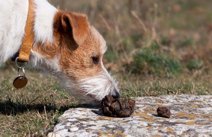 how to stop dog eating poop