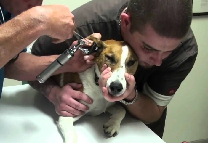 foxtail grass dogs foxtail grass dogs