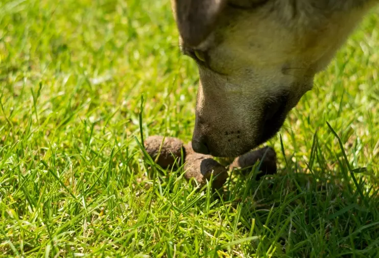 coprophagia in dogs