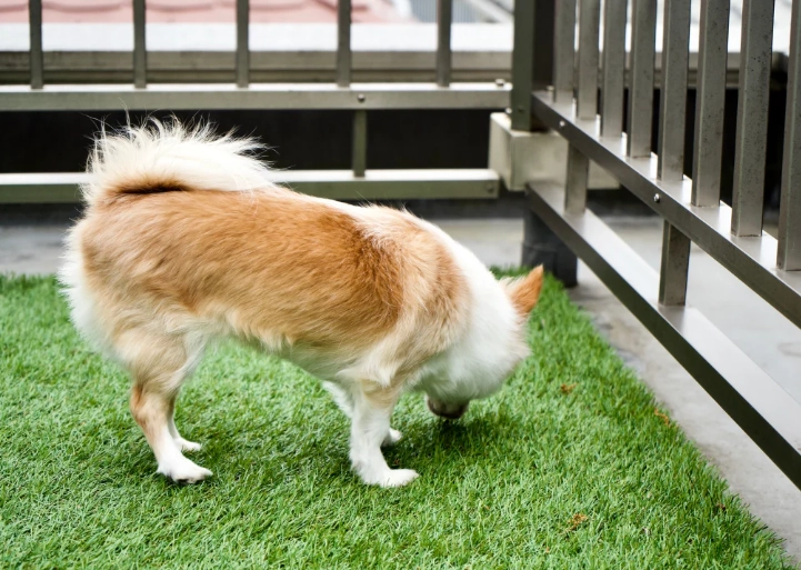 Why Dogs Eat Poop and How to Stop It | A Vet's Guide