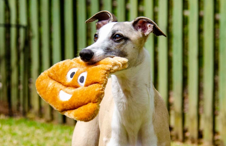 how to stop dog eating poop