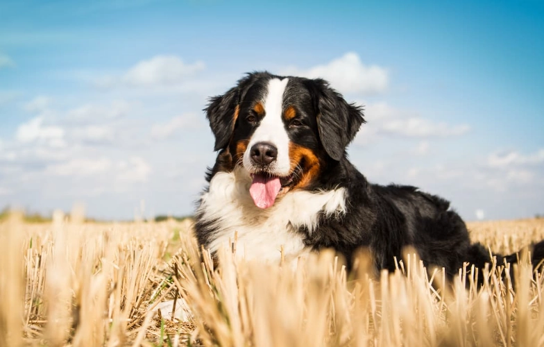 dog diarrhea home remedy dog diarrhea home remedy