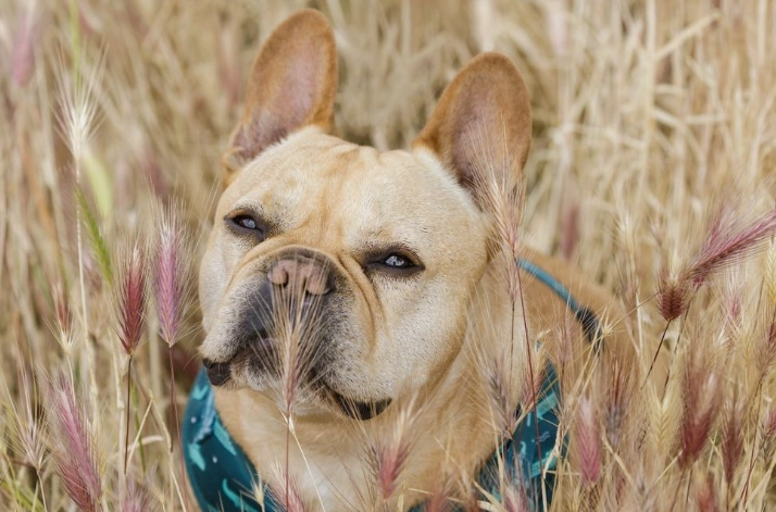 foxtail grass dogs foxtail grass dogs