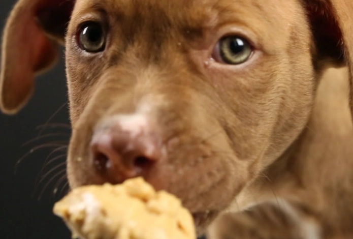 peanut butter for dogs
